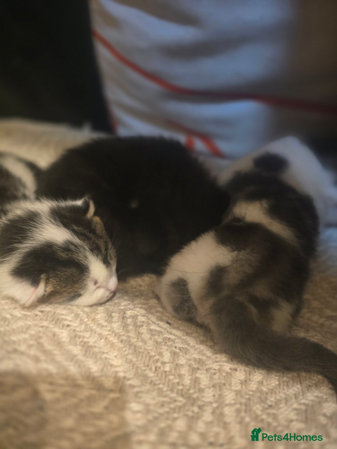 Mixed Breed cats for sale: 3 beautiful kittens, and her mum ❤️  - Advert 9