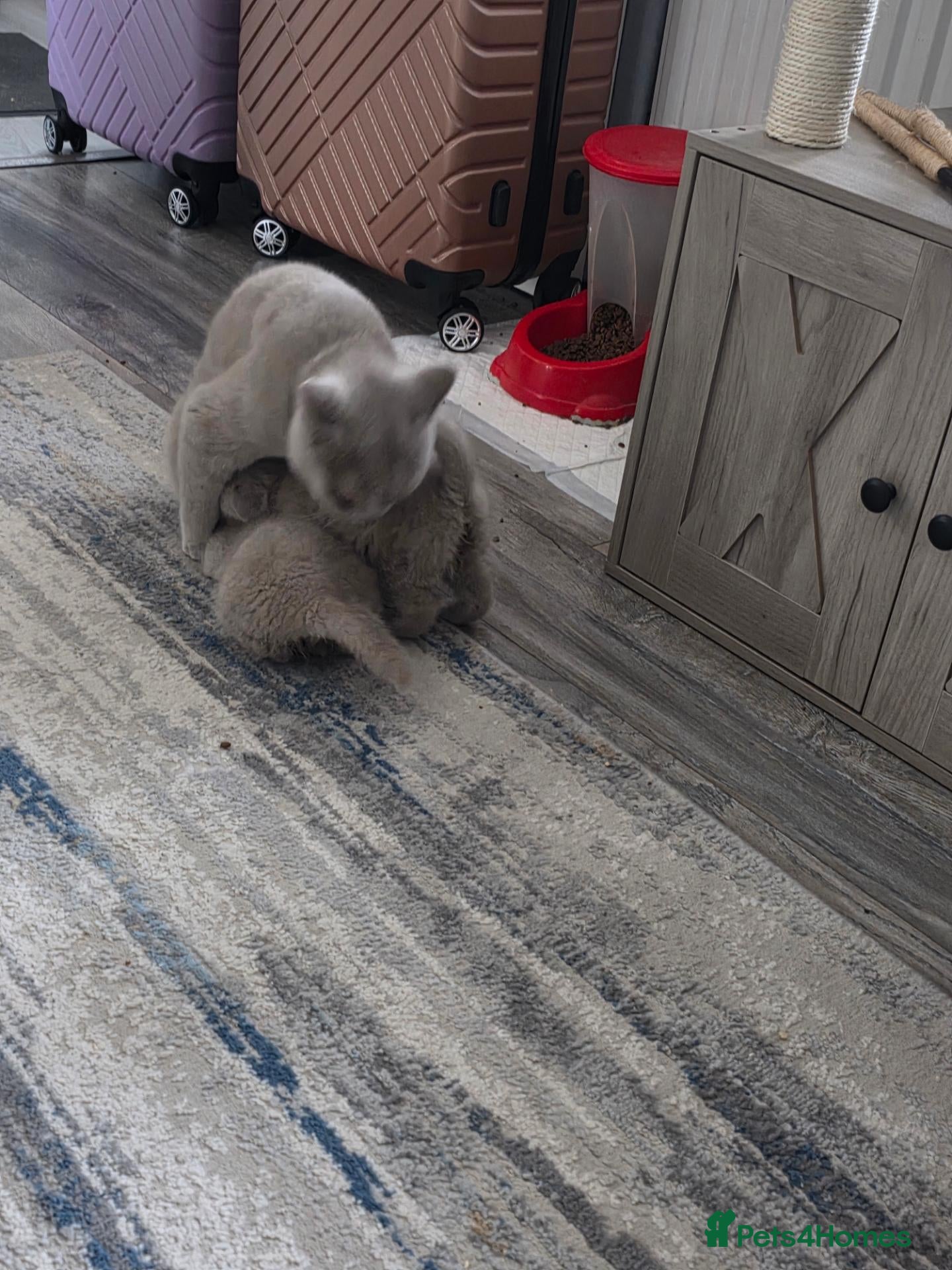 British Shorthair cats BSH lilac males - Advert 1