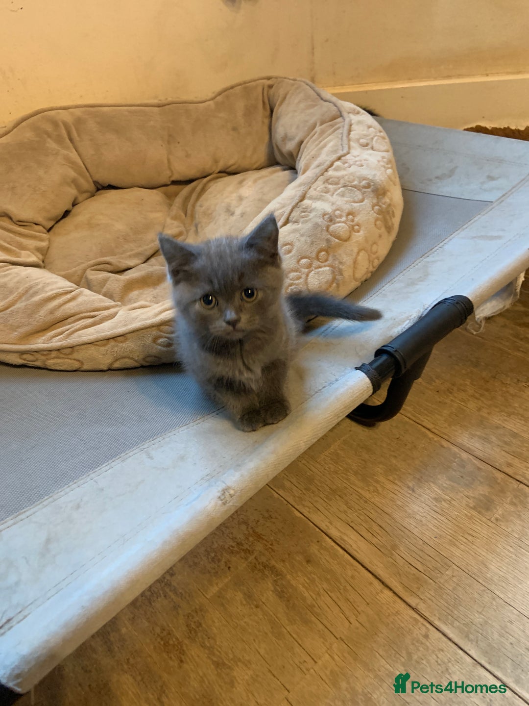 British Shorthair cats for sale: British short hair crossed  - Image 2