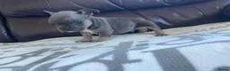 French Bulldog dogs for sale: French bulldog 🐶  - Advert 10