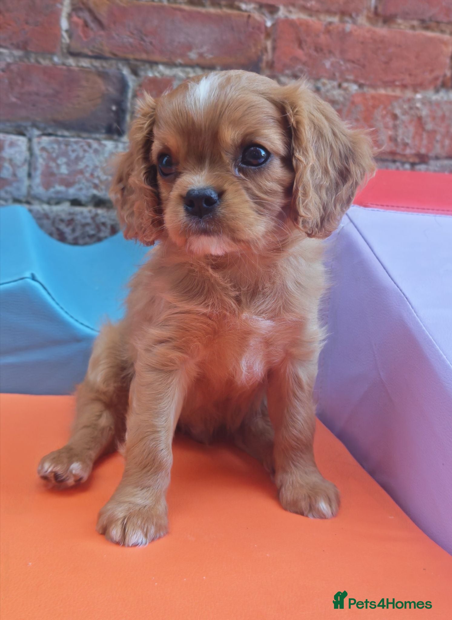 Cavalier King Charles Spaniel dogs KC Reg Ruby Male Available Doppler Tested Parents  - Advert 1