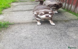 Chihuahua dogs for sale: 3 years old girl - Image 5