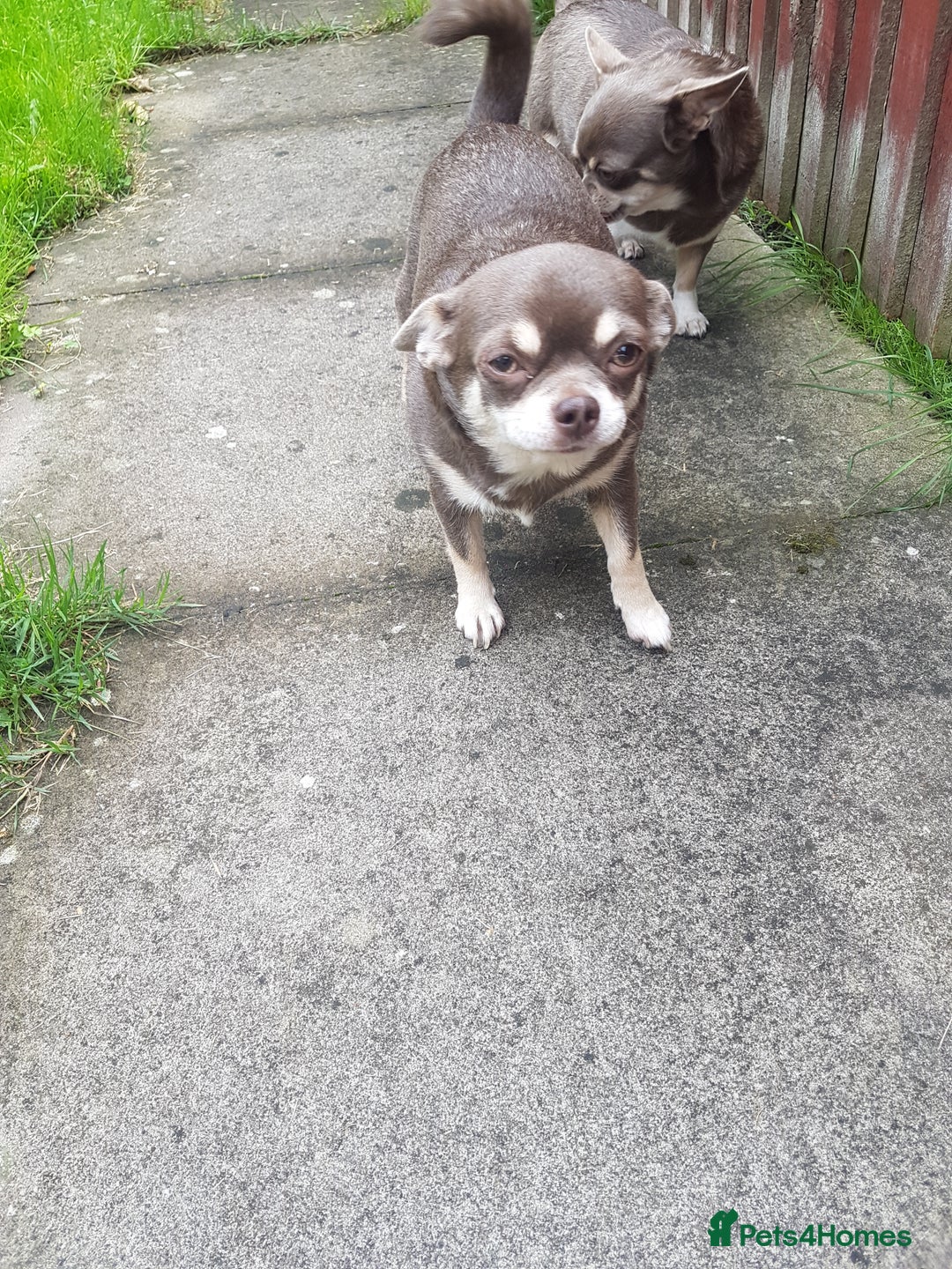 Chihuahua dogs for sale: 3 years old girl - Image 5