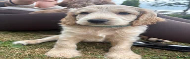 Cockapoo boy 2