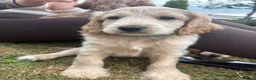 Cockapoo dogs for sale: Last cockapoo boy apricot Merle - Advert 5