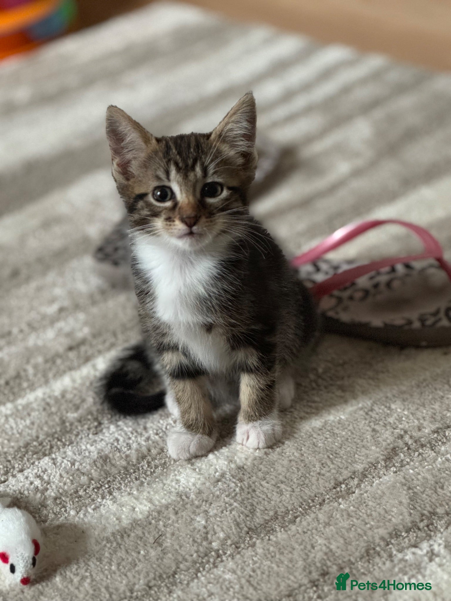Mixed Breed cats Luce  - Advert 2