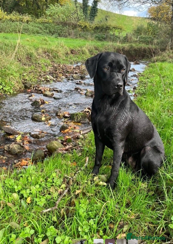 Labrador Retriever dogs Ready to leave, KC registered Labrador pups. - Advert 6
