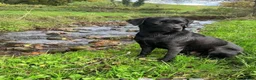 Labrador Retriever dogs for sale: Ready to leave, KC registered Labrador pups. in Brampton - Advert 1