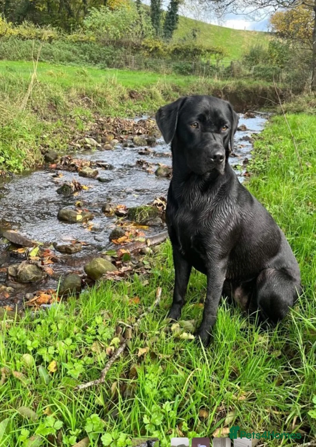 Labrador Retriever dogs for sale: Ready to leave, KC registered Labrador pups. in Brampton - Advert 1
