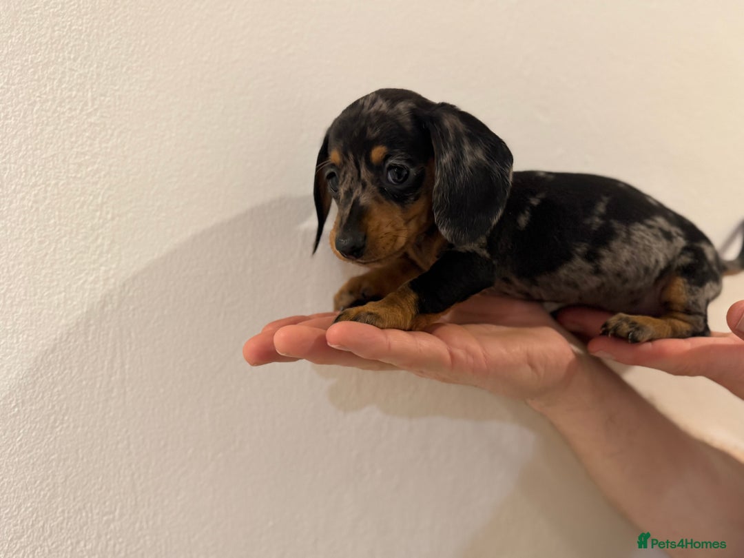 Miniature Dachshund dogs for sale: KC registered miniature dachshunds - Advert 12