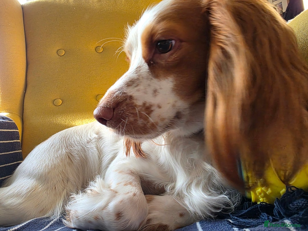 Cocker Spaniel dogs for sale: Beautiful Spaniel pups! - Advert 8