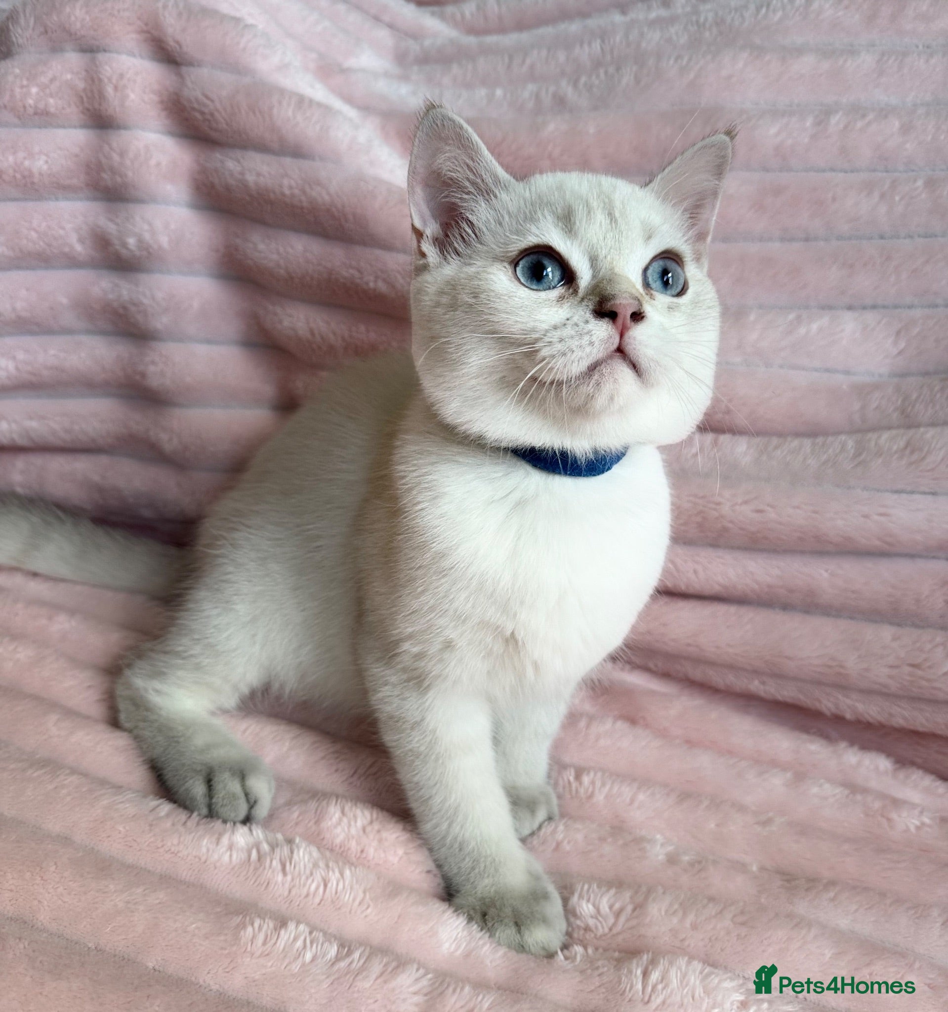 British Shorthair cats Beautiful BSH Blue Golden TICA kittens - Advert 7