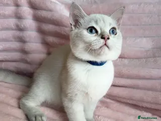 British Shorthair cats Beautiful BSH Blue Golden TICA kittens - Advert 7