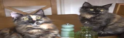 Maine Coon cats for sale: 3 maine coon kittens ready in Bury - Advert 10