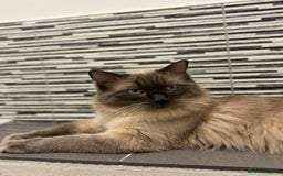 Ragdoll cats for sale: Ragdoll kitten  - Image 8