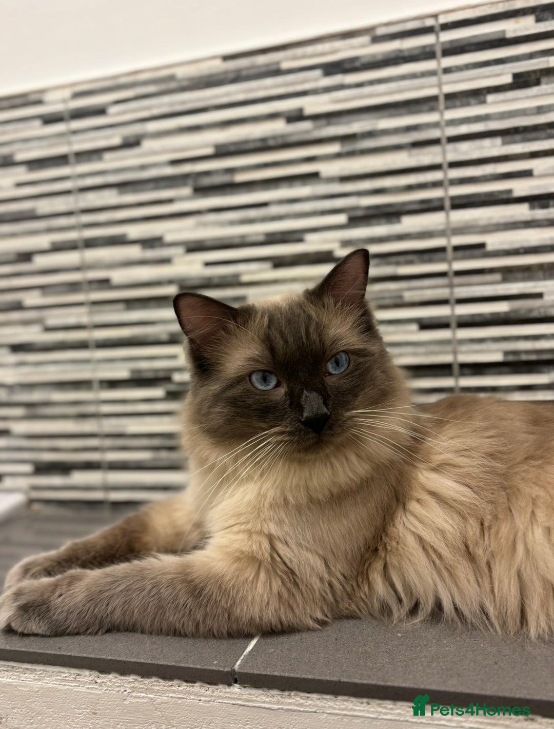 Ragdoll cats for sale: Ragdoll kitten  - Image 8
