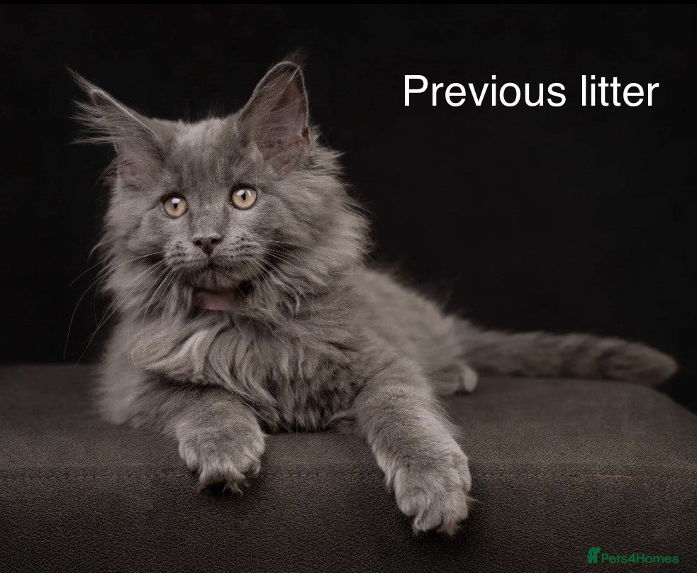 Maine Coon cats Council licensed TICA Maine Coon kittens - Advert 12