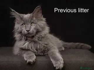 Maine Coon cats Council licensed TICA Maine Coon kittens - Advert 16