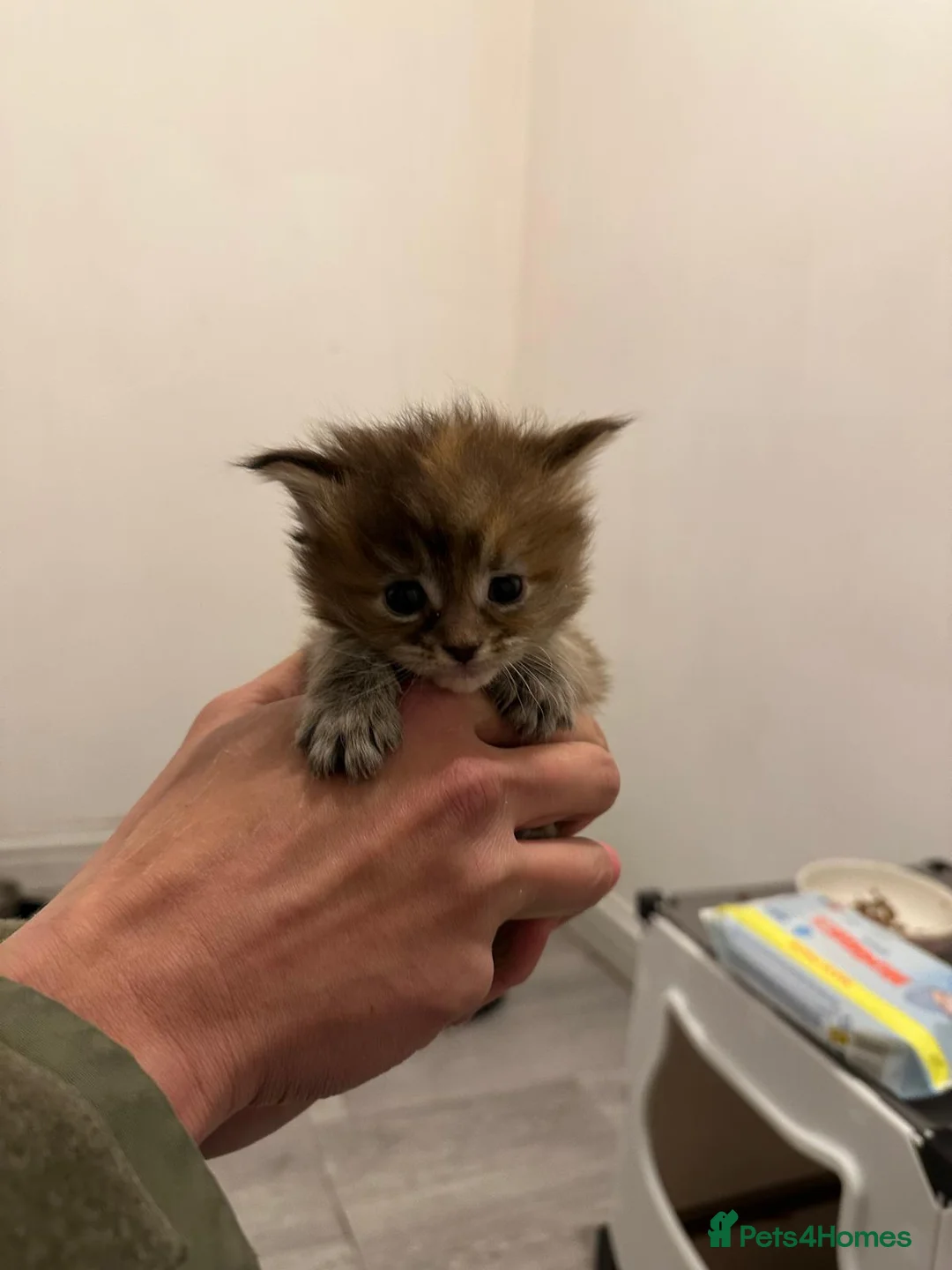 Maine Coon cats for sale: TICA Maine Coon DNA tested (last one left) - Advert 9