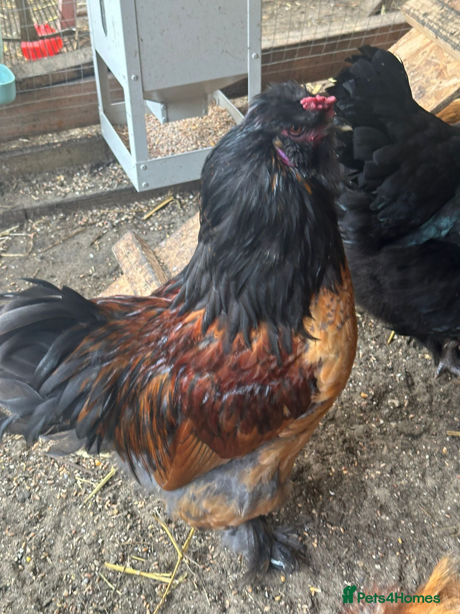 Chickens poultry gentle mix bantam brahma & araucana cockerell - Advert 14