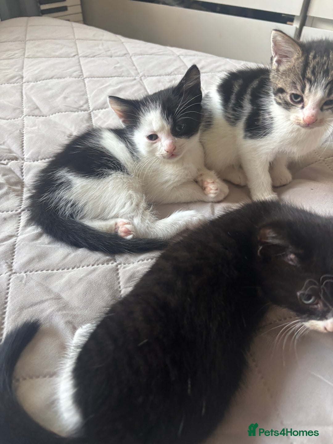 Mixed Breed cats for sale: 3 Female Kittens Available  - Image 6
