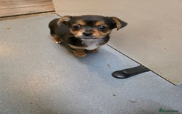 Mixed Breed dogs for sale: 3 chorkie boys left for sale - Image 11