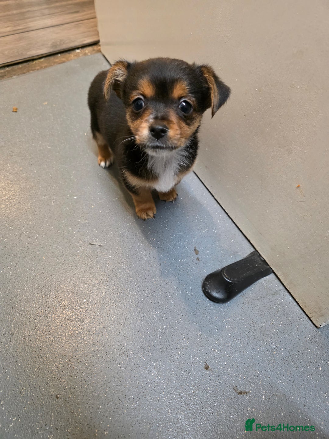 Mixed Breed dogs for sale: 3 chorkie boys left for sale - Image 11