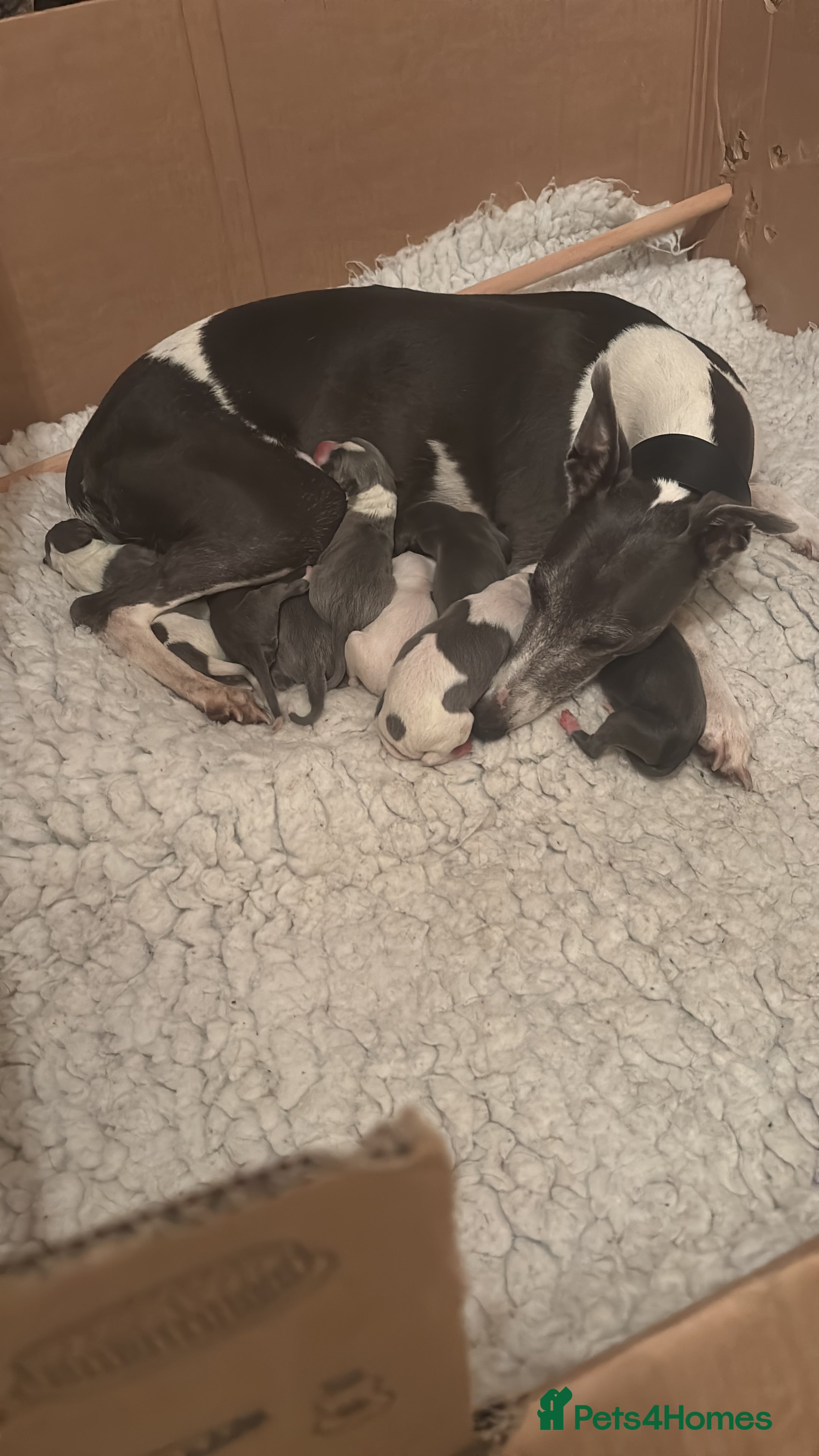 Whippet dogs Gorgeous girl  - Advert 5