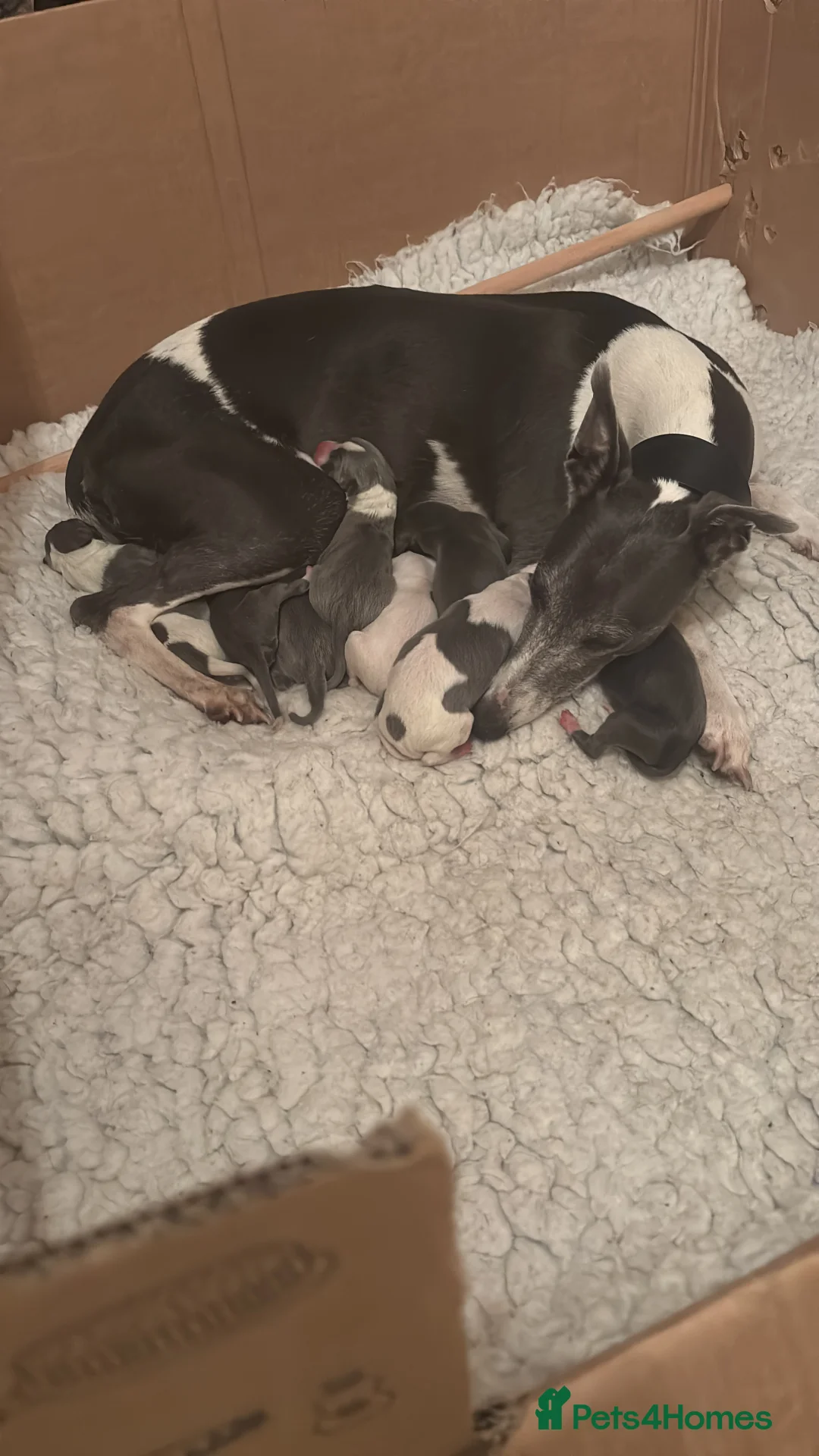 Whippet dogs for sale: Gorgeous girl  - Advert 1