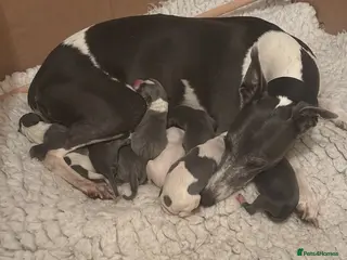 Whippet dogs Gorgeous girl - Advert 5