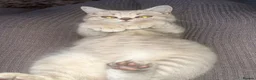 British Shorthair cats for sale: British short hair  - Advert 3