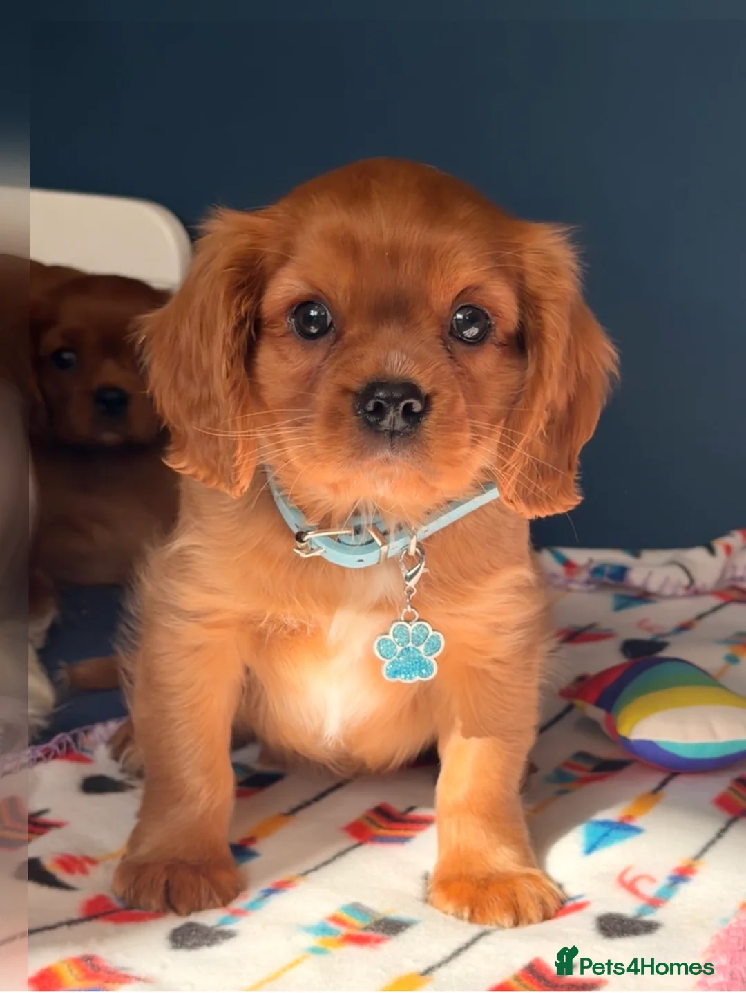 Cavalier King Charles Spaniel dogs for sale: 🐾 Adorable Ruby Cavalier Puppies 🐶💖  - Advert 1