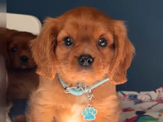 Cavalier King Charles Spaniel dogs for sale: 🐾 Adorable Ruby Cavalier Puppies 🐶💖 - Advert 1