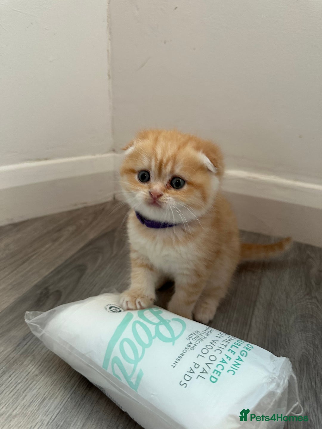 Scottish Fold cats for sale: Scottish fold Kitten Healthy &Loving - Advert 10