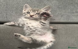 Mixed Breed cats for sale: Stunning kittens available now  - Image 11