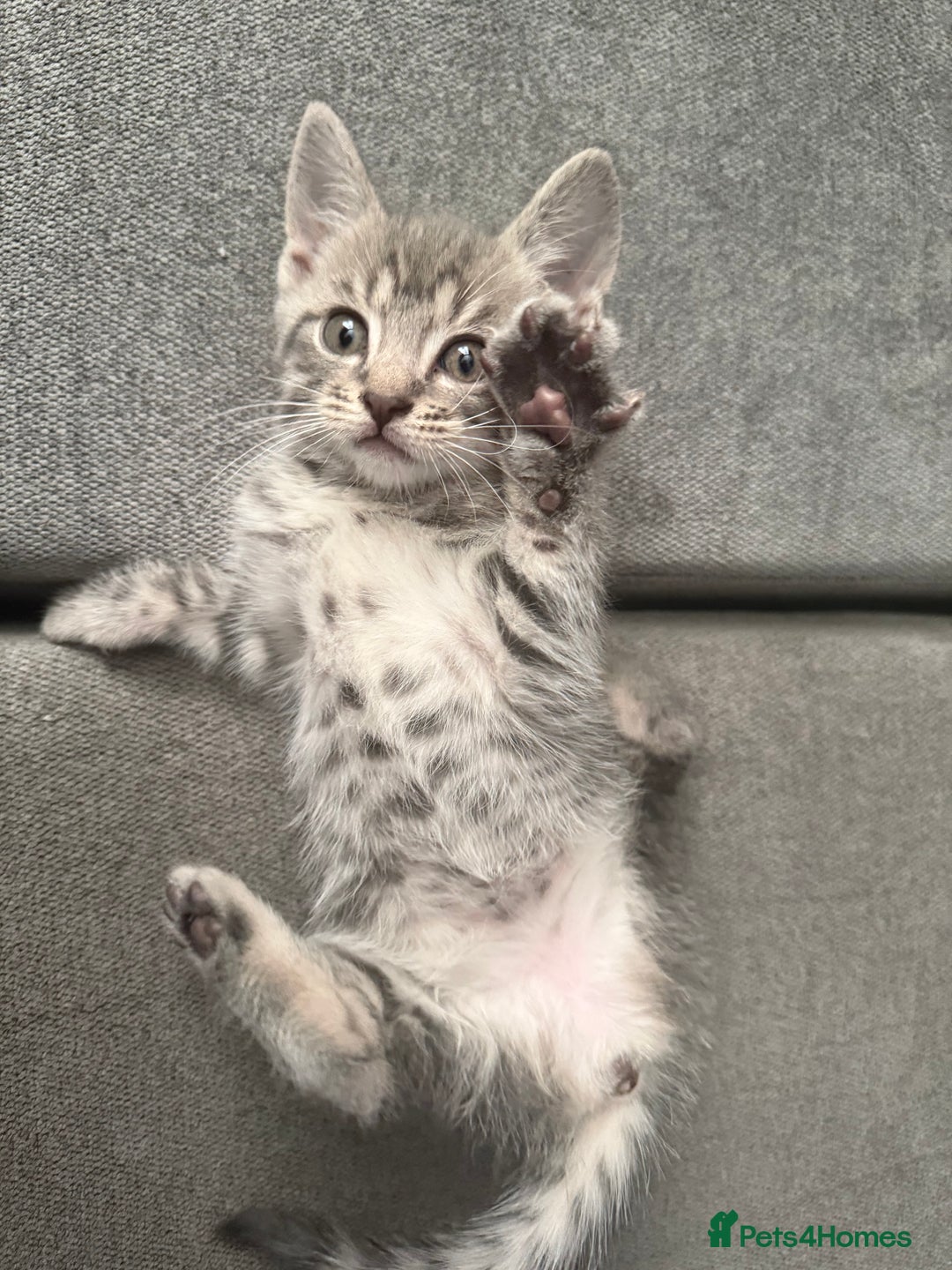 Mixed Breed cats for sale: Stunning kittens available now  - Image 11