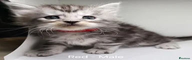 Maine Coon 1 Red Collar Sold