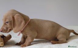 Miniature Dachshund dogs for sale: 🌟5StarsLicense+Holistic+KC+VetCheck+PRAClear - Image 31