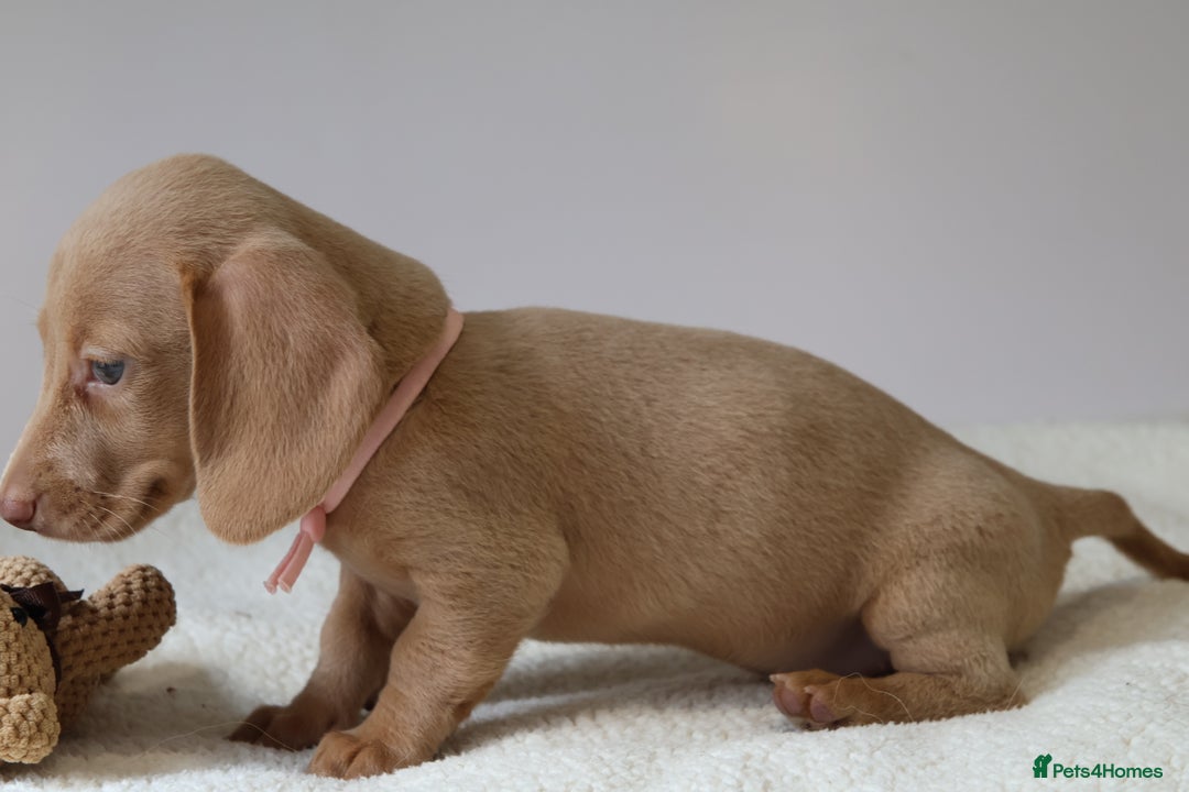 Miniature Dachshund dogs for sale: 🌟5StarsLicense+Holistic+KC+VetCheck+PRAClear - Image 31