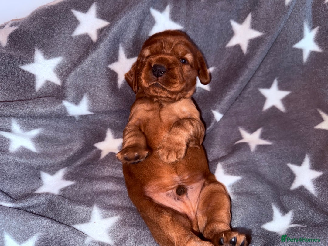 Cocker Spaniel dogs for sale: Chunky Show Cocker Spaniel Puppies 🤩🥰 - Advert 19