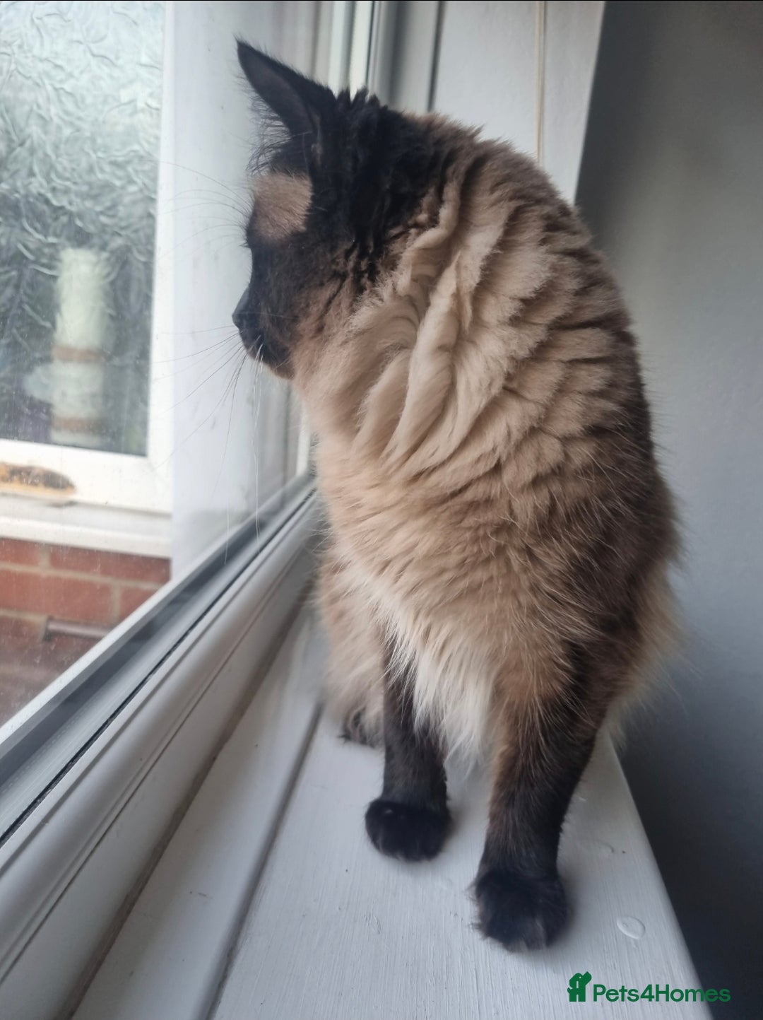 Ragdoll cats for sale: Chocolate Point Ragdoll male - Advert 9