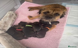 Border Terrier dogs for sale: Border Terrier Puppies (ready 22 Oct 2025) - Image 6