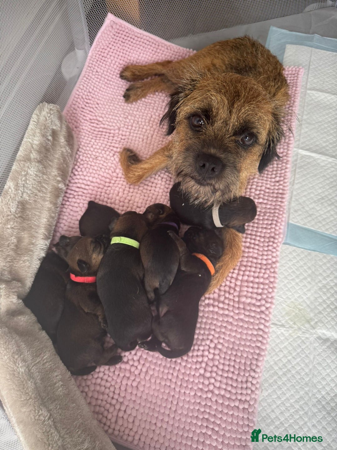 Border Terrier dogs for sale: Border Terrier Puppies (ready 22 Oct 2025) - Image 6