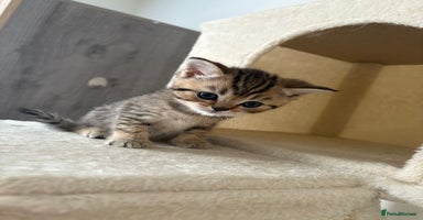 British Shorthair cats - Advert 5