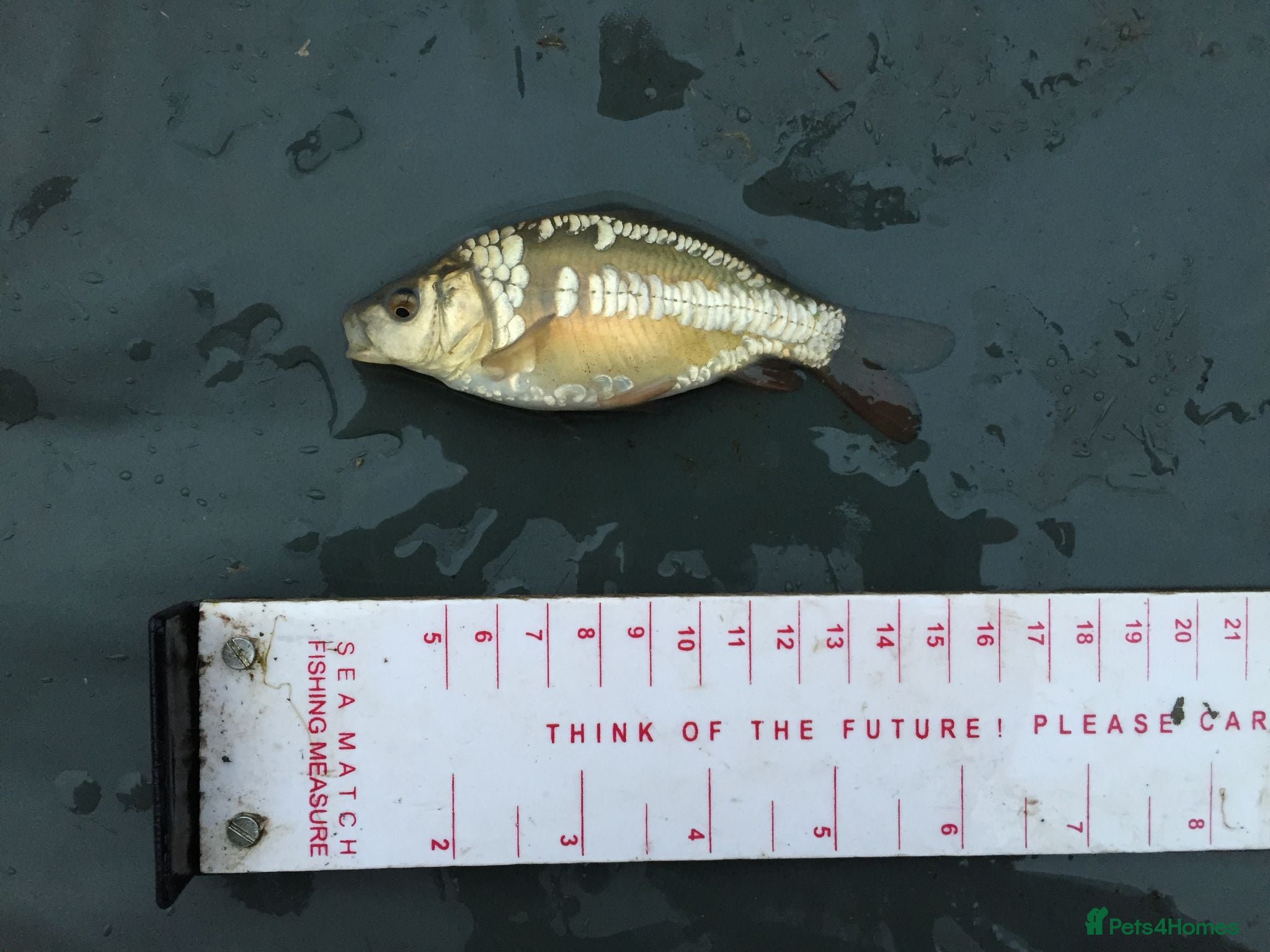 Minnows fish Native Fish Minnows, Carp, Perch, Silver Fish etc - Advert 1