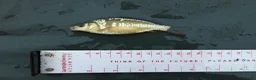 Minnows fish for sale: Native Fish Minnows, Carp, Perch, Silver Fish etc - Advert 1