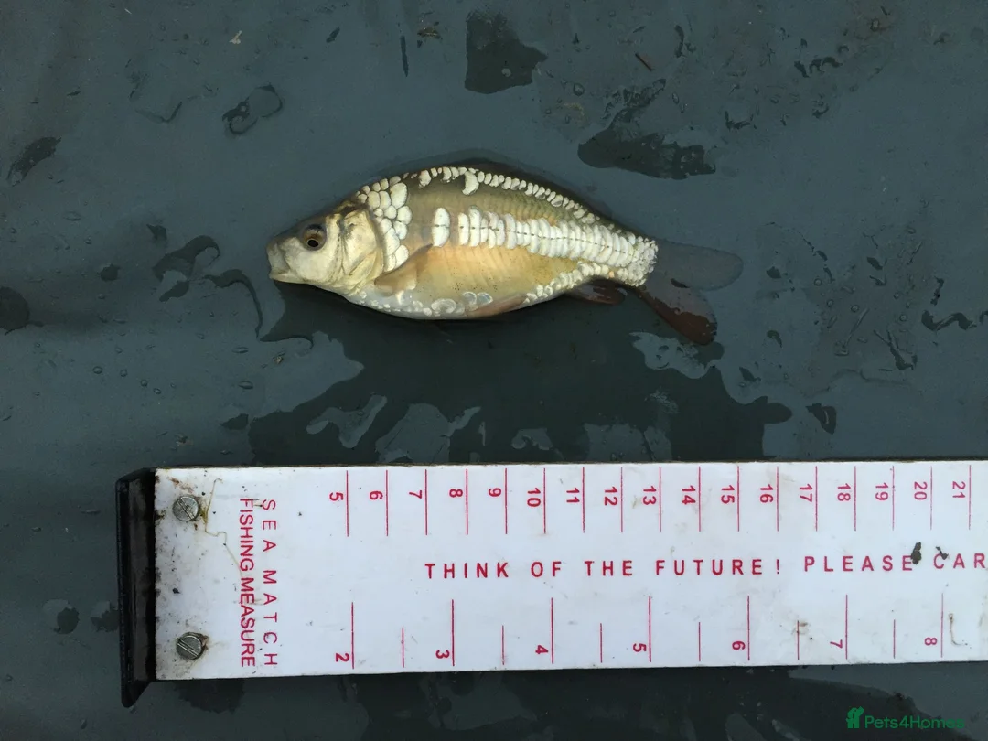 Minnows fish for sale: Native Fish Minnows, Carp, Perch, Silver Fish etc - Advert 1
