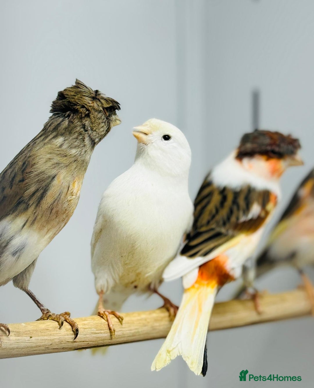 Canaries birds for sale: Harlequin canaries  - Advert 3