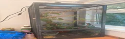 Chameleon reptiles for sale: Veiled Chameleon and full set up in Rochester - Advert 3