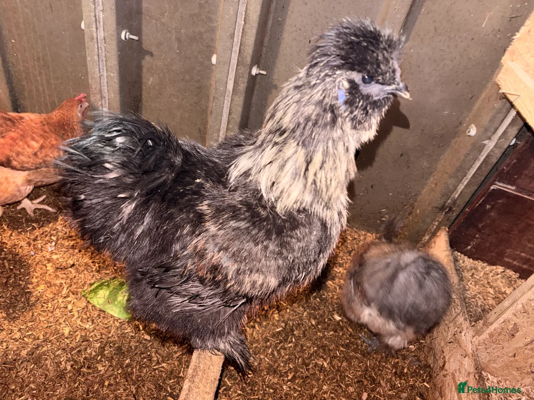 Chickens poultry for sale: rooster silkie - Advert 2